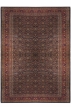 ماهی سراسر